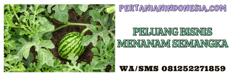 peluang bisnis,agrobisnis,agribisnis,menanam,menanam semangka